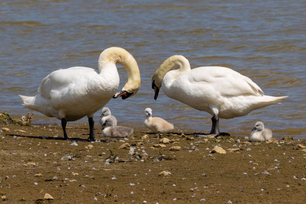 Mute Swan image 2